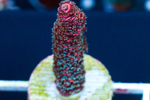 Kraken market ссылка